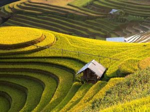 Tour Mù căng chải – Suối giàng – Tú lệ – Mùa lúa chín