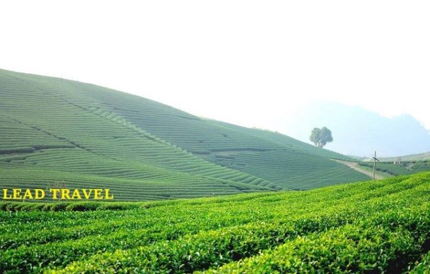 làng chè mộc châu