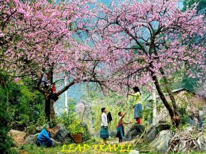 mai châu mùa xuân